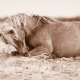 Lisa Cueman's Dreamland, Sepia Fine Art Horse Photography