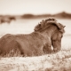 Lisa Cueman's Quiet Time, Sepia Fine Art Horse Photography