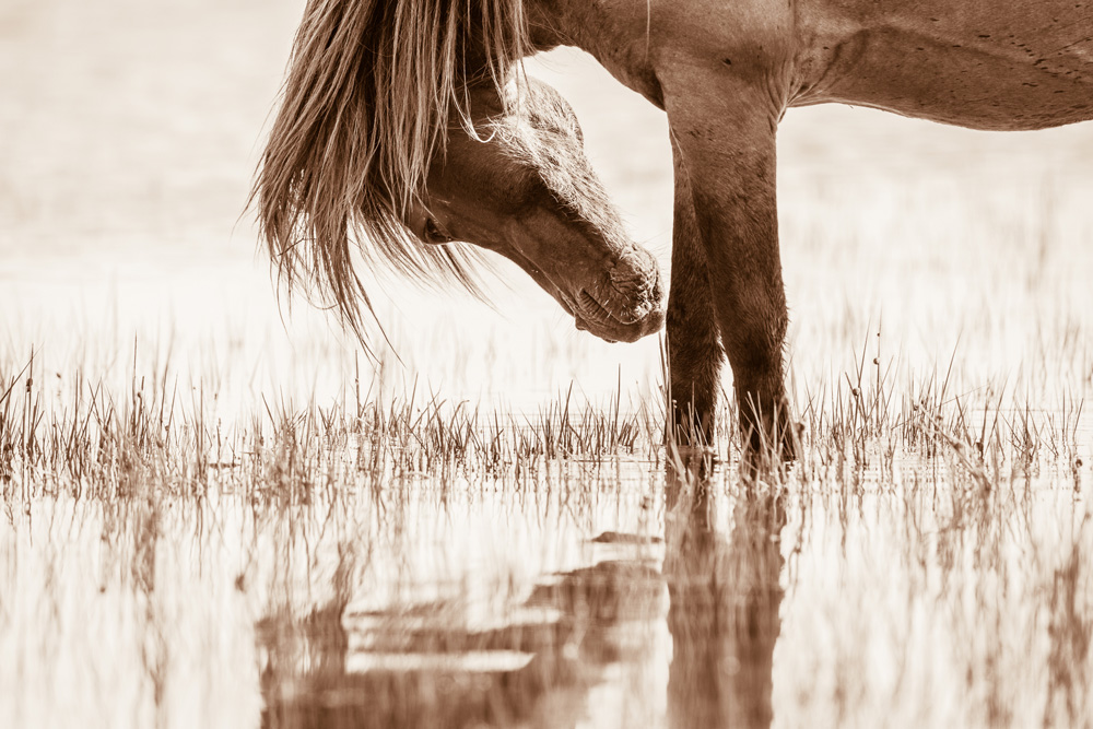 Lisa Cueman's Reflected Grace, Sepia Fine Art Horse Photography