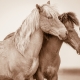 Lisa Cueman's The Nuzzle, Sepia Fine Art Horse Photography