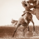 Lisa Cueman's Battling, Sepia Fine Art Horse Photography