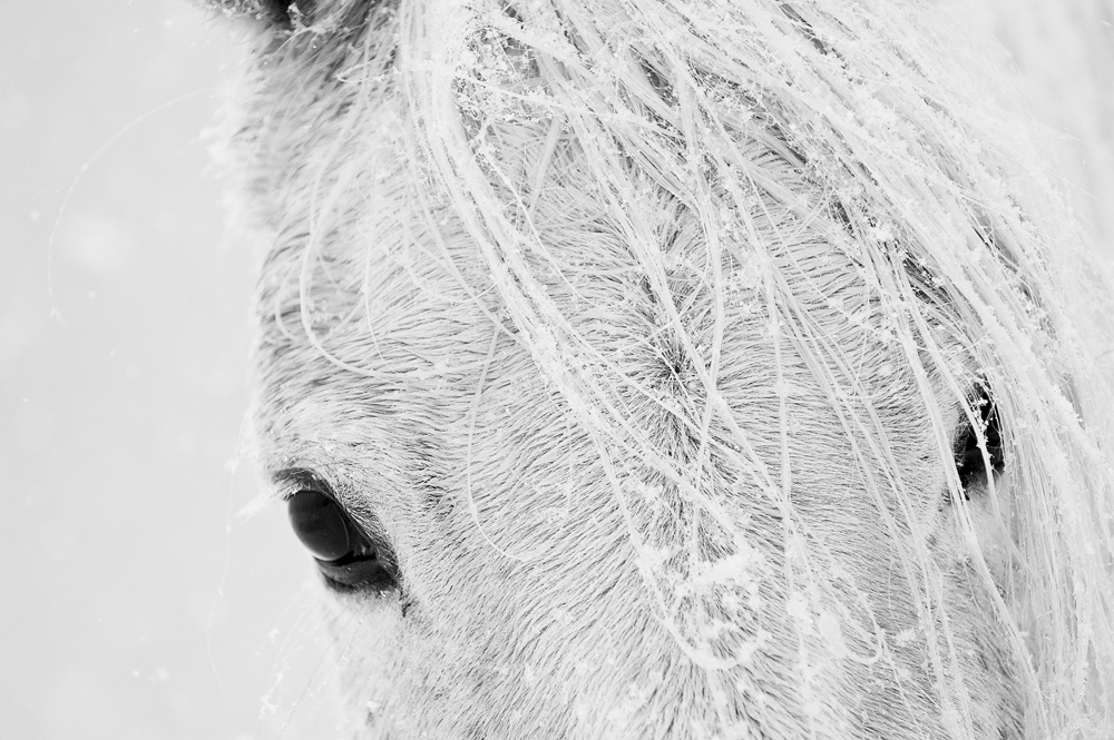 Lisa Cueman's Black Eyes, Black and White Fine Art Horse Photography