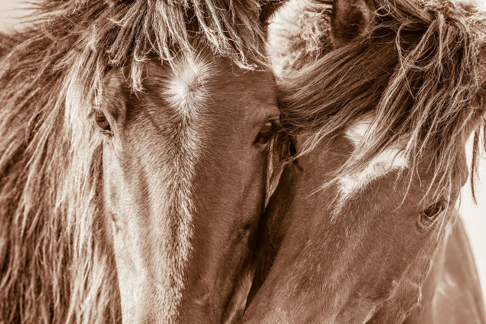 Lisa Cueman's Butterfly Kisses, Sepia Fine Art Horse Photography