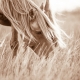 Lisa Cueman's Evening Grazer, Sepia Fine Art Horse Photography