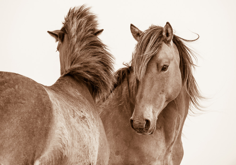 Lisa Cueman's Exchanges, Sepia Fine Art Horse Photography