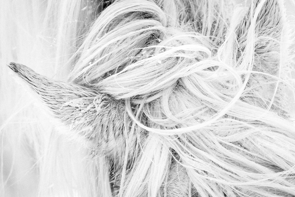 Lisa Cueman's Mane Texture, Black and White Fine Art Horse Photography