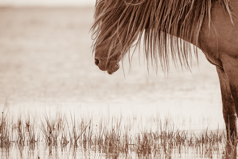 Lisa Cueman's Nap Time, Sepia Fine Art Horse Photography