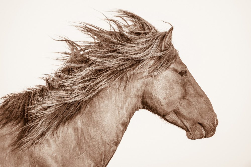 Lisa Cueman's Sea Breeze, Sepia Fine Art Horse Photography