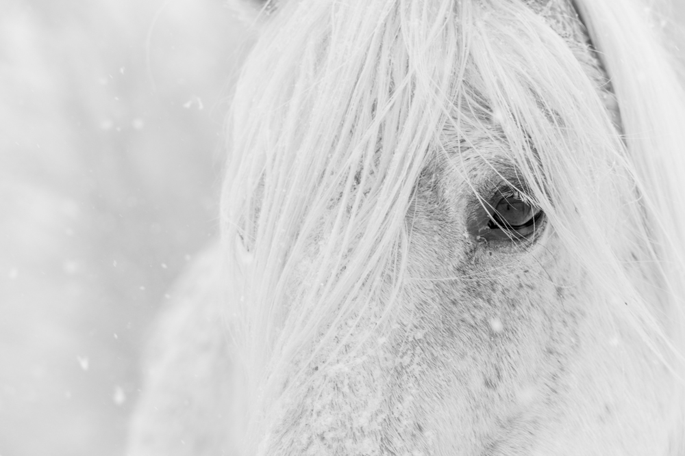 Lisa Cueman's Snow Glance, Black and White Fine Art Horse Photography