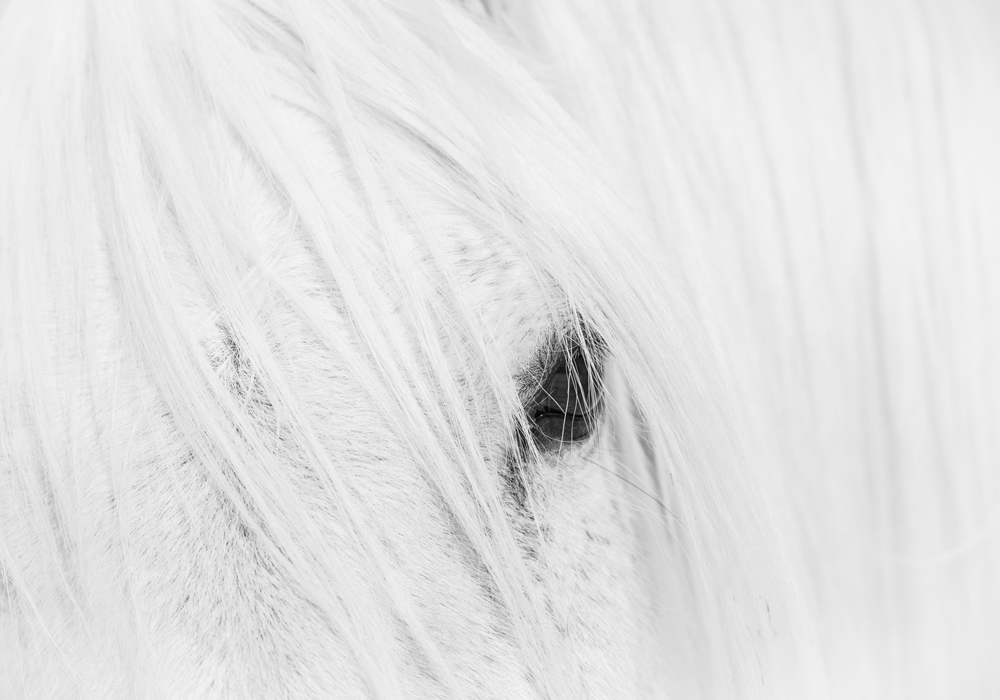 Lisa Cueman's Solo Watch, Black and White Fine Art Horse Photography