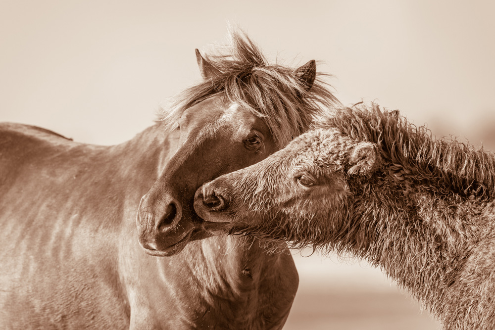 Lisa Cueman's Tenderness, Sepia Fine Art Horse Photography