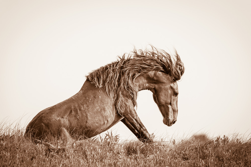 Lisa Cueman's Untamed Grace, Sepia Fine Art Horse Photography