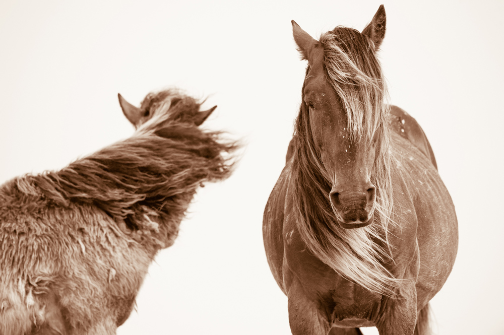 Lisa Cueman's Windswept, Sepia Fine Art Horse Photography