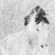 Lisa Cueman's Winter Frolick, Black and White Fine Art Horse Photography