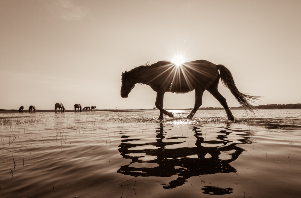 Lisa Cueman's Sunkissed, Sepia Fine Art Horse Photography