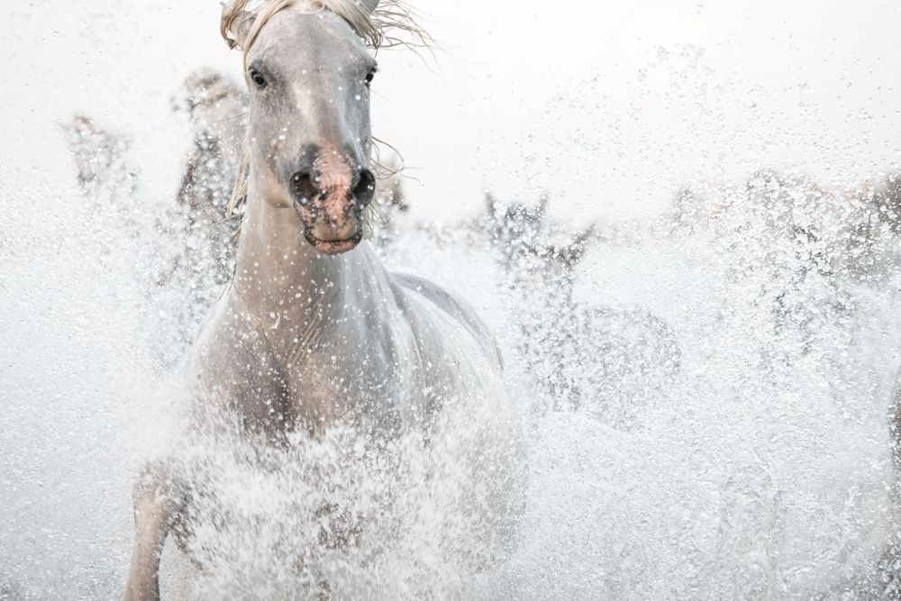 Lisa Cueman's Sea Titan, Black and White Fine Art Horse Photography