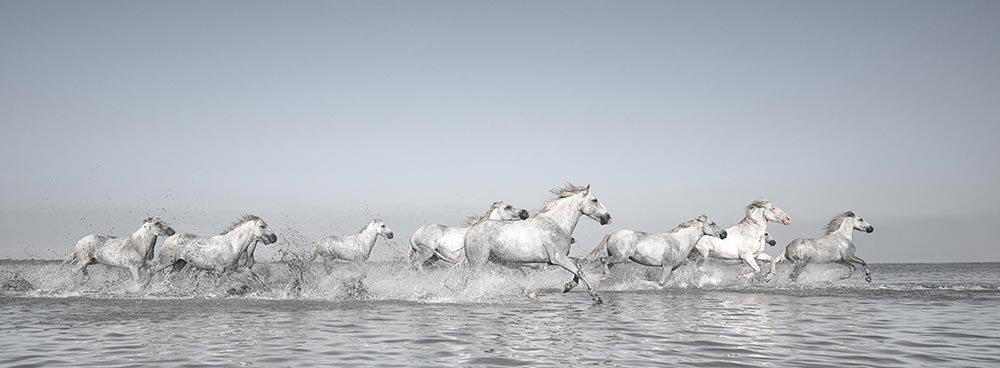 Lisa Cueman's Titans of the Sea, Black and White Fine Art Horse Photography